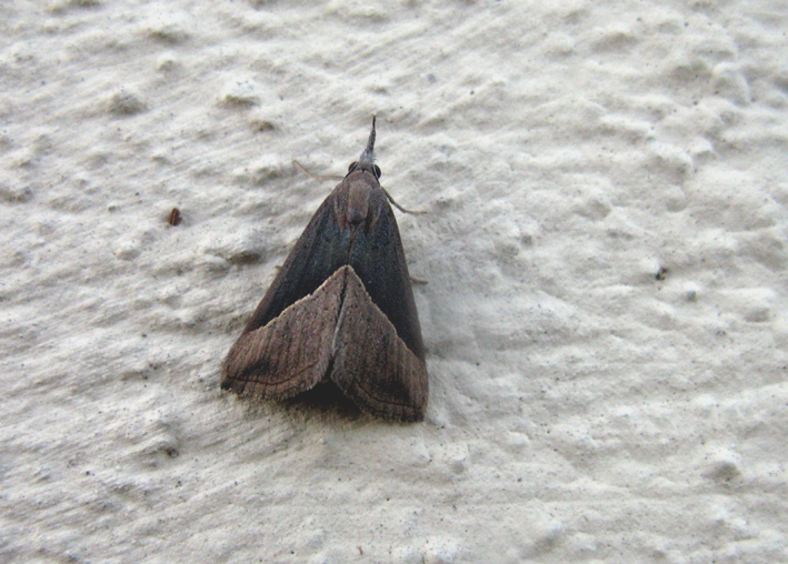 Hypena lividalis (Erebidae Hypeninae)